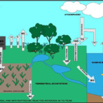 Nitrogen Cycle Wikipedia Nitrogen Cycle Nitrogen Climate Action