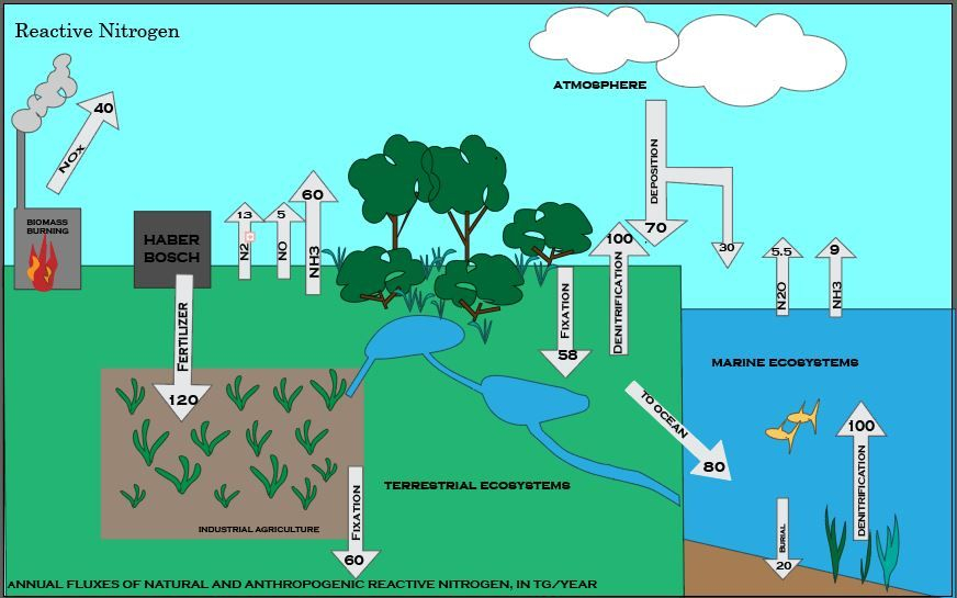 Nitrogen Cycle Wikipedia Nitrogen Cycle Nitrogen Climate Action