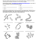 Different Types Of Bacteria Shapes