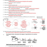 Prokaryotes Bacteria Worksheet Answers